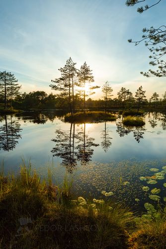 Сосны на островах