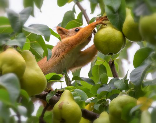 Грушевая белка..
