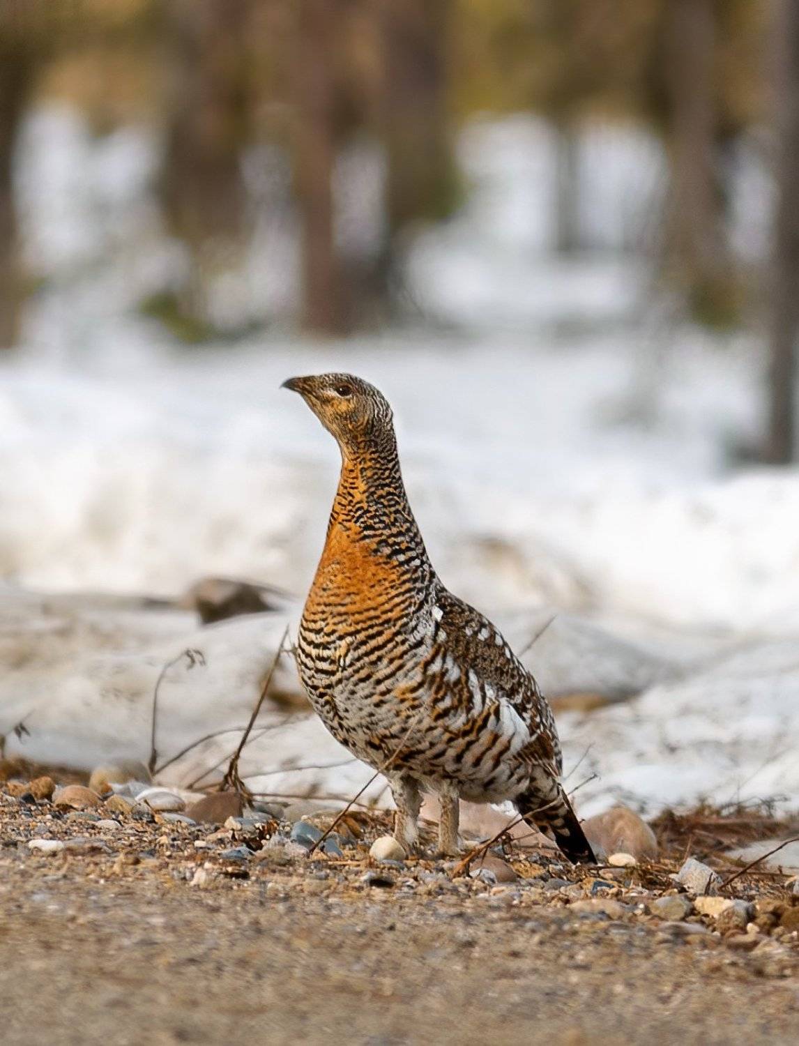 копалуха, самка глухаря,глухарка,север,весна,природа,коми,анималистика,кенон,фотоохота,kapalua, the female of grouse,glukharka,north,spring,nature,komi,animal,canon,wildlife photography,, Игорь Триер