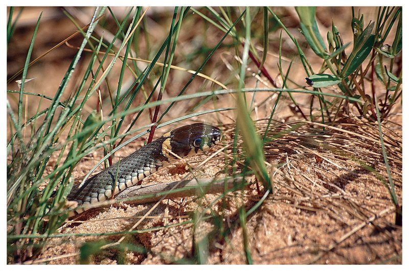 *** фото превью