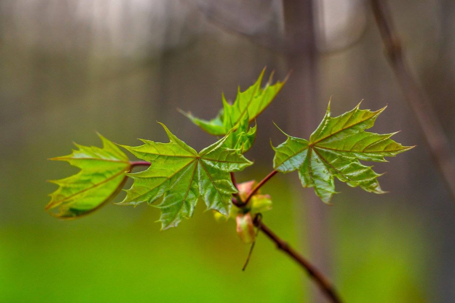 клён, весна, листья, лес, Руслан Востриков