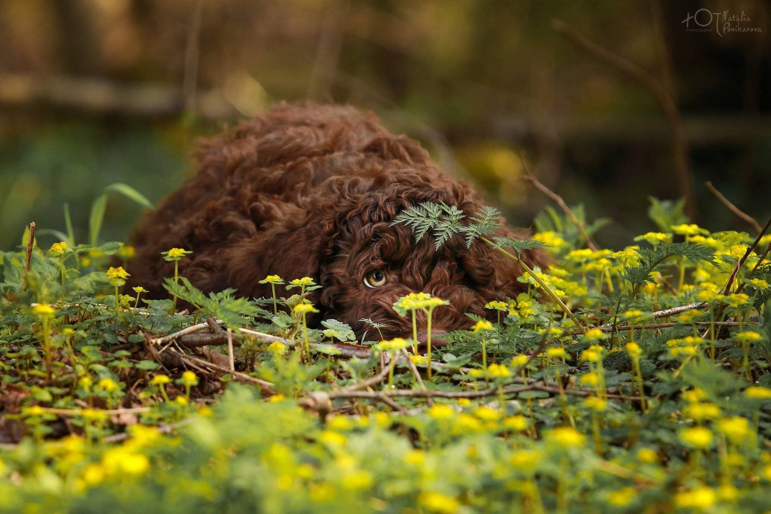 , Наталия Поникарова