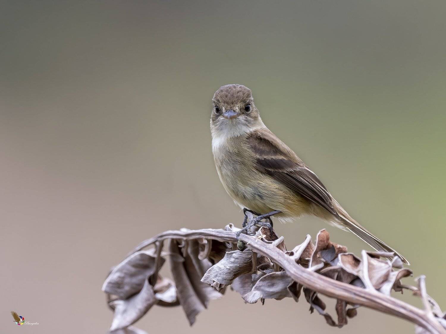 , Fernando Burgalin Sequeira