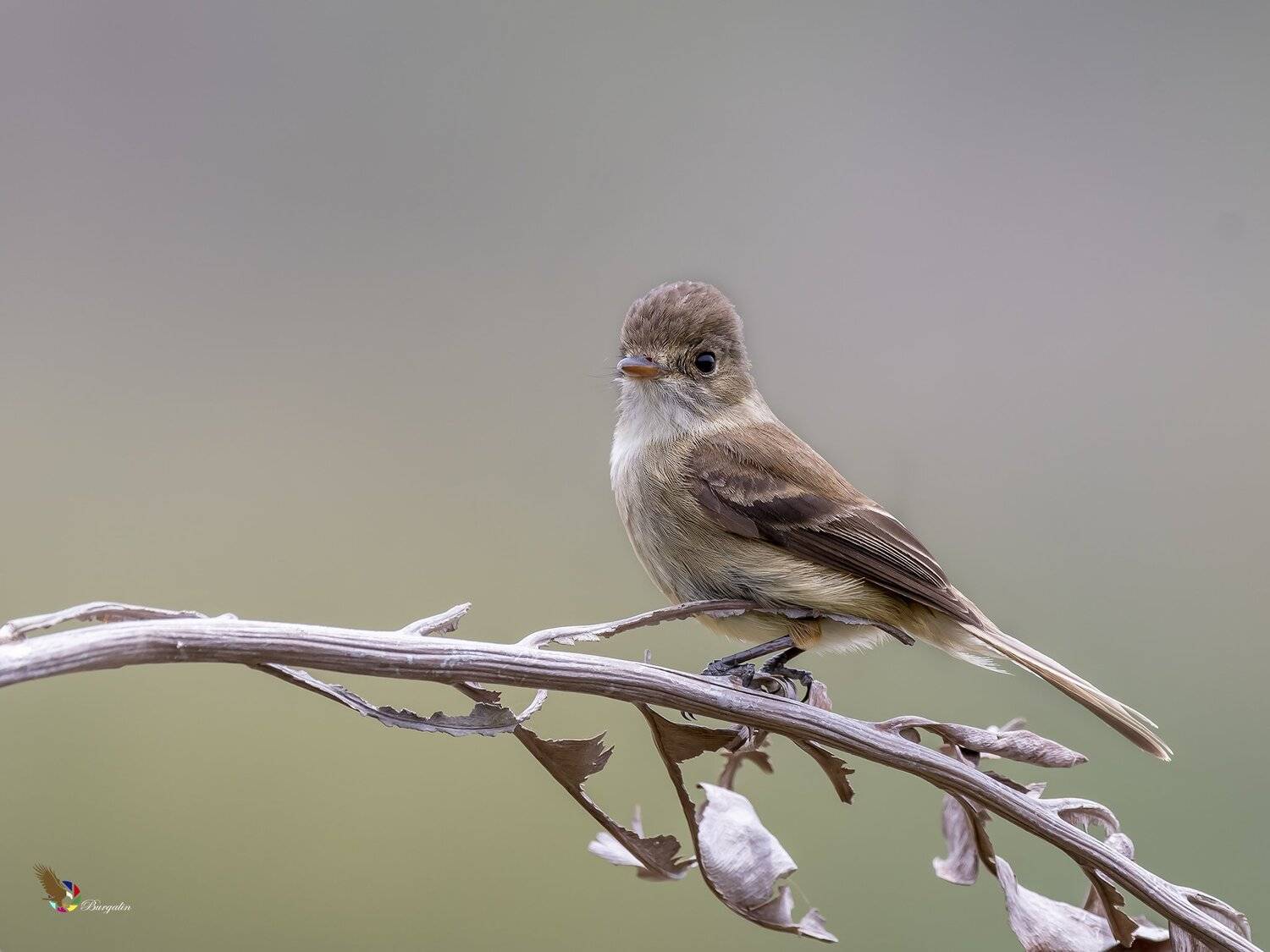 , Fernando Burgalin Sequeira