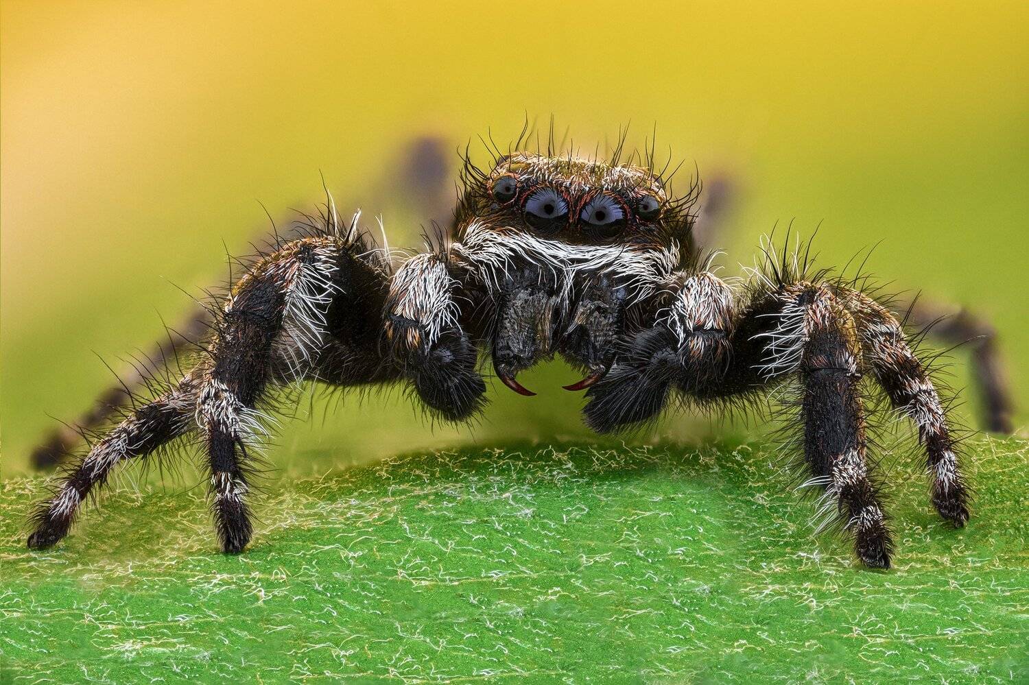 ceclii, macro, nikon d3400, lomo 3.7, Tsvetan Ganev