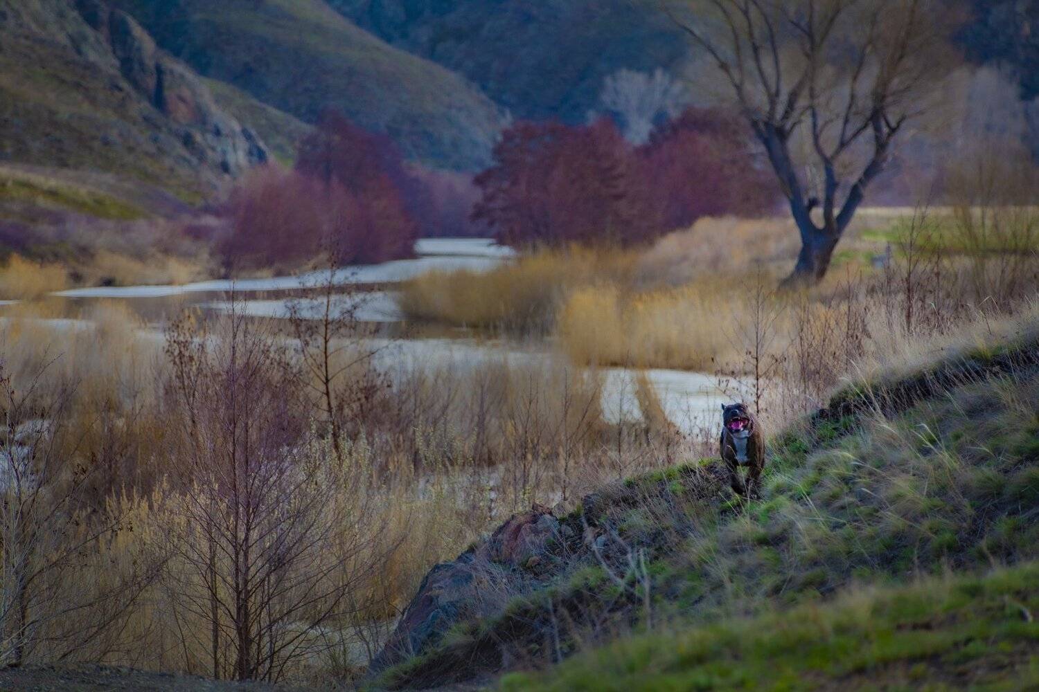 , петр чиков