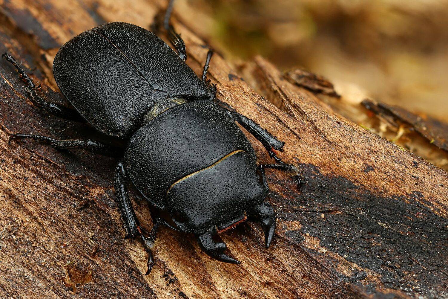 жук,макро,природа,усы,цвет,глаза,черный, Андрей Шаповалов