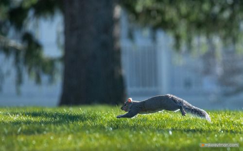 А у нас во дворе | Лисья Белка
