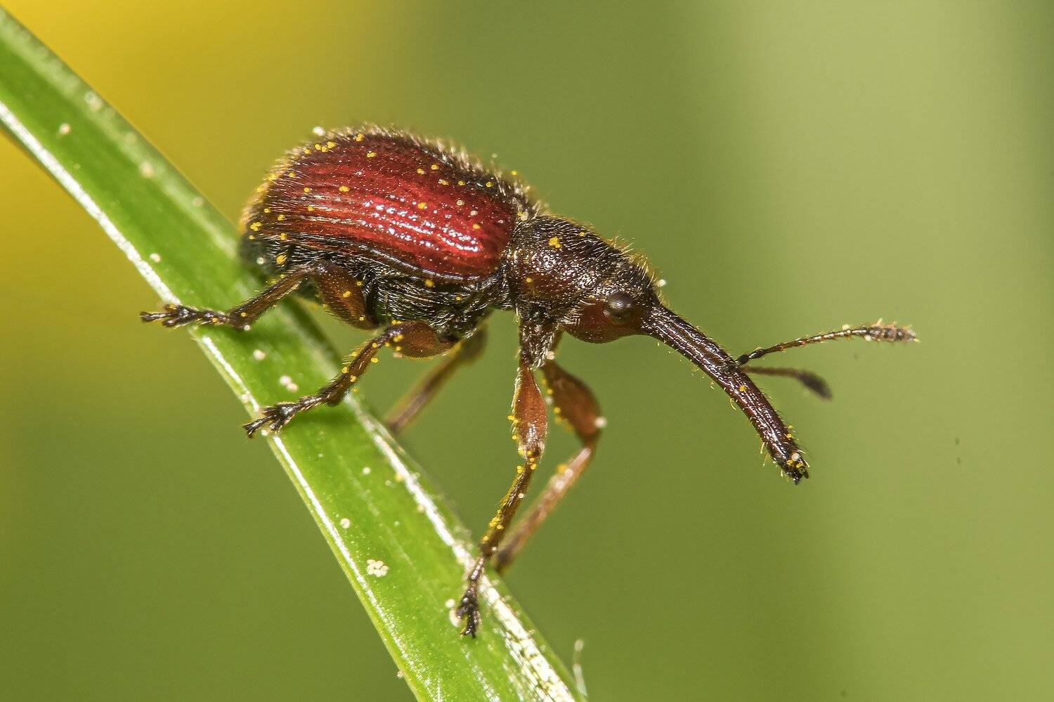 , Сергей Федоренко