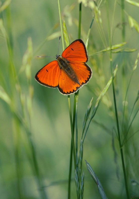 Червонец фото превью