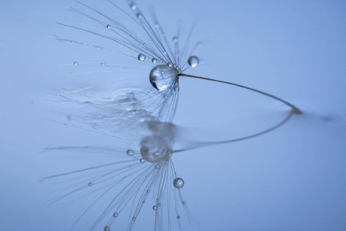 одуванчик, макро, отражение, вода, роса, Вячеслав Мельников