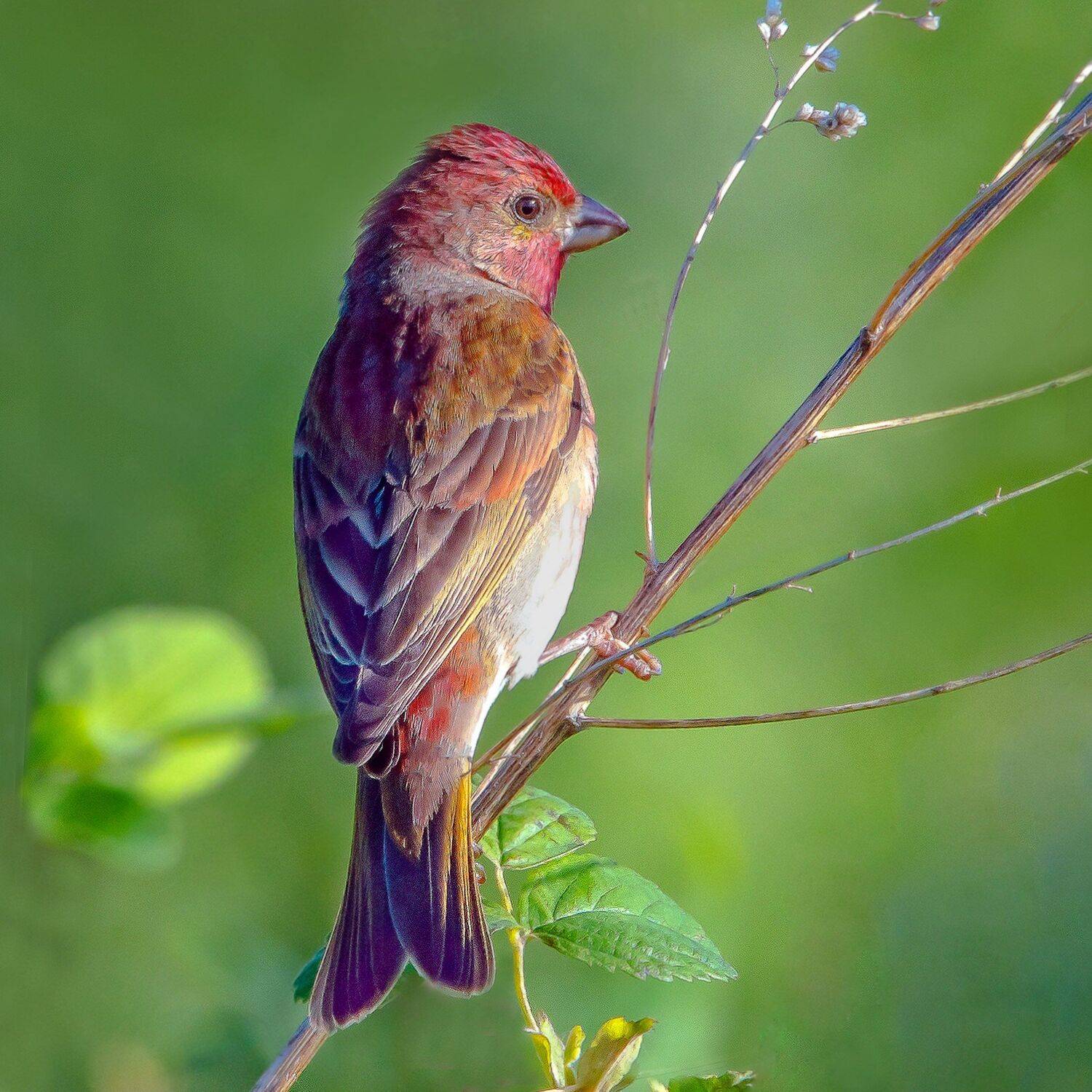 , Михаил Белоусов