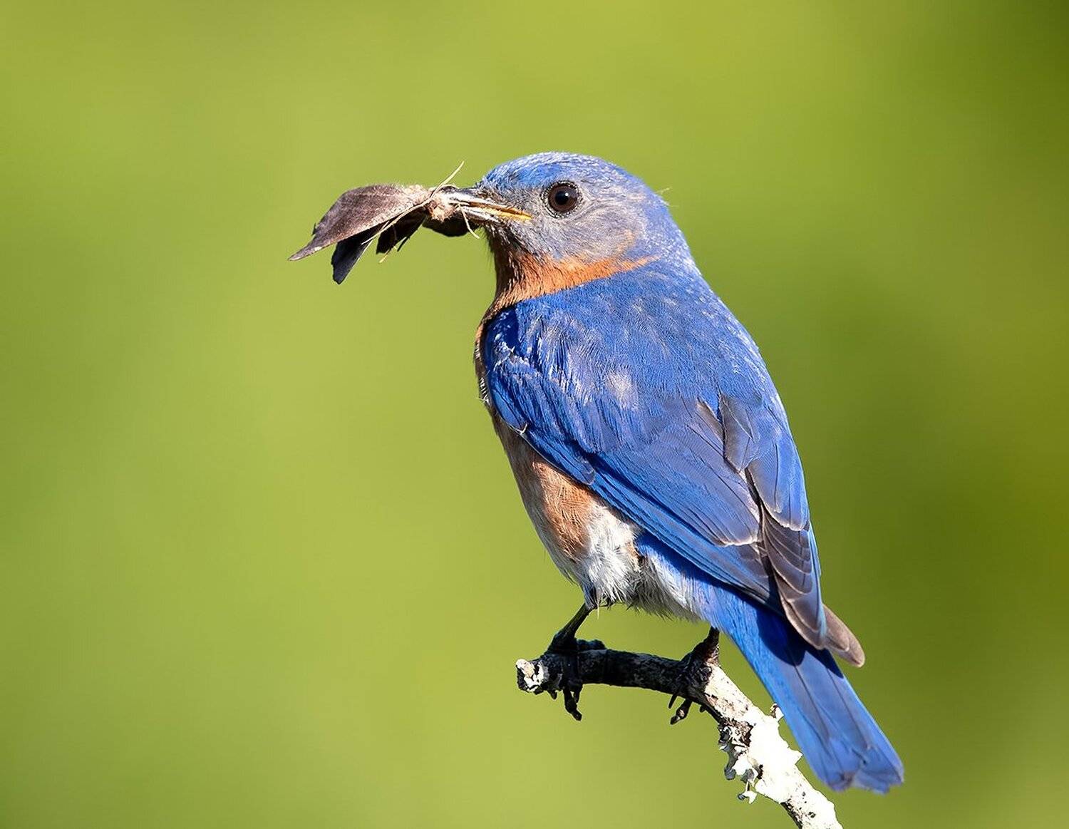 восточная сиалия, eastern bluebird,bluebird, Elizabeth Etkind