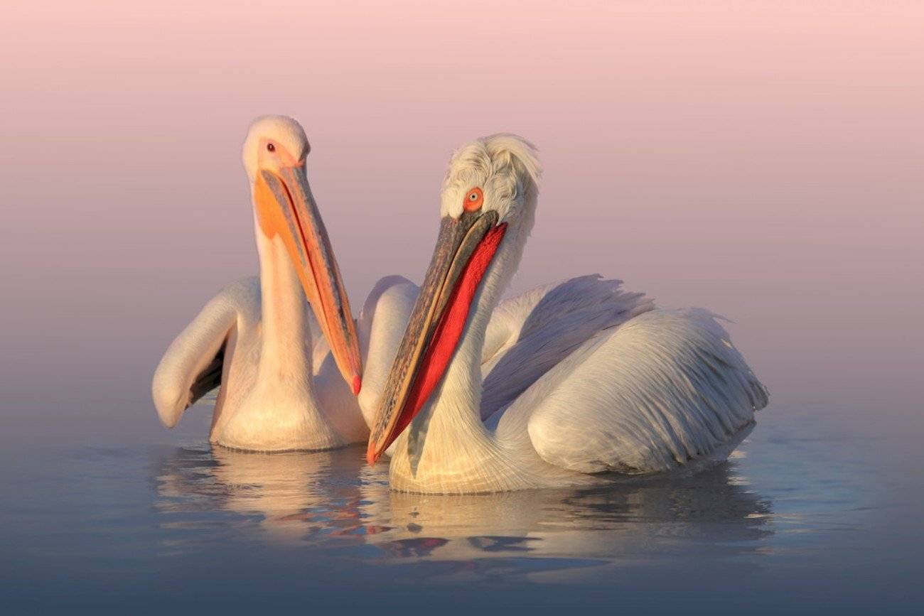 , Георги Славов