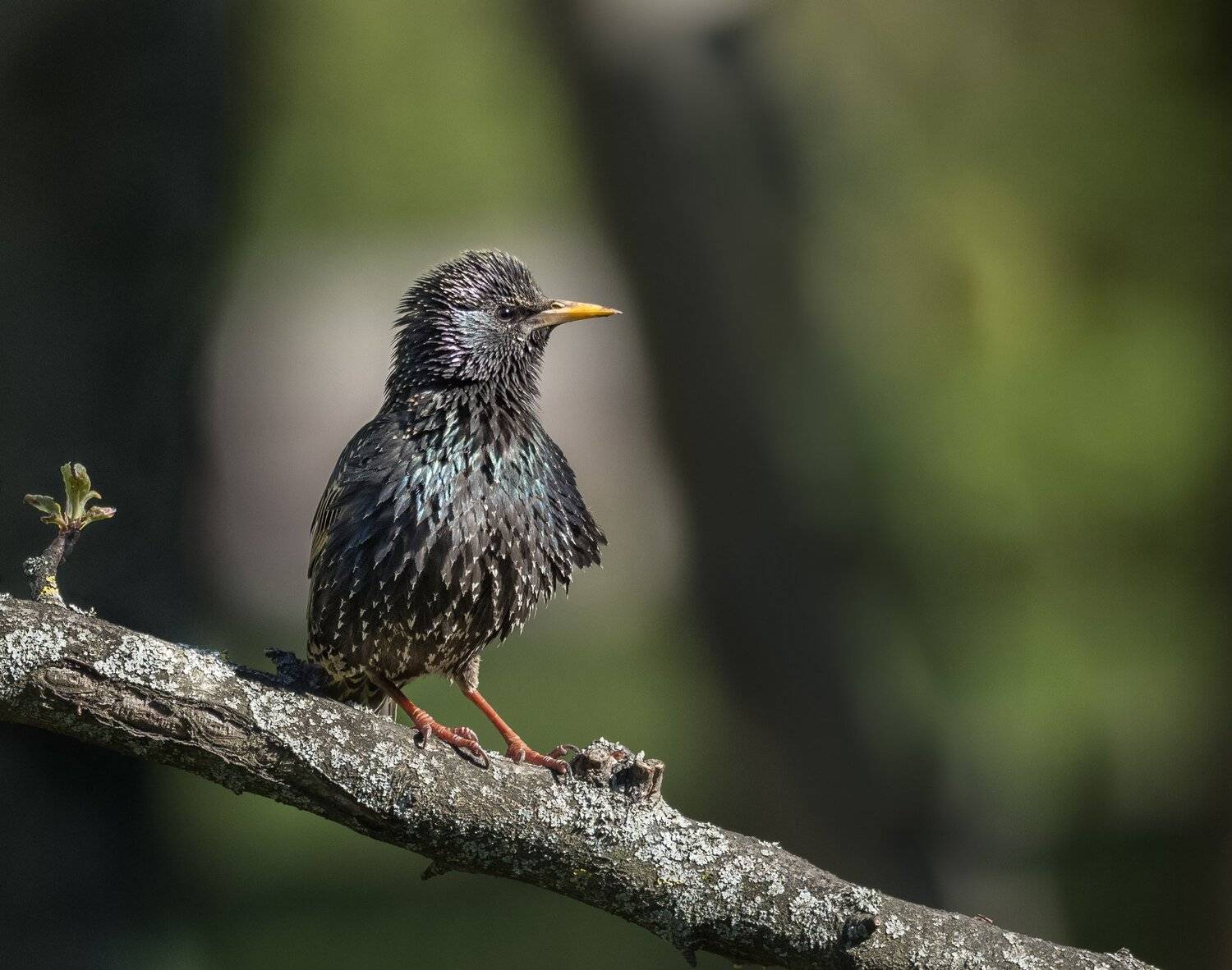 , Курлянцев Алексей