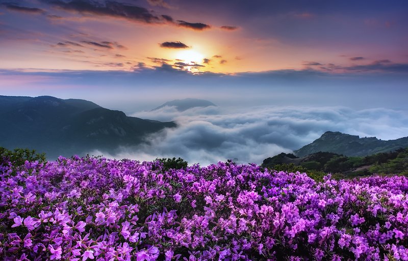 Royal azalea фото превью