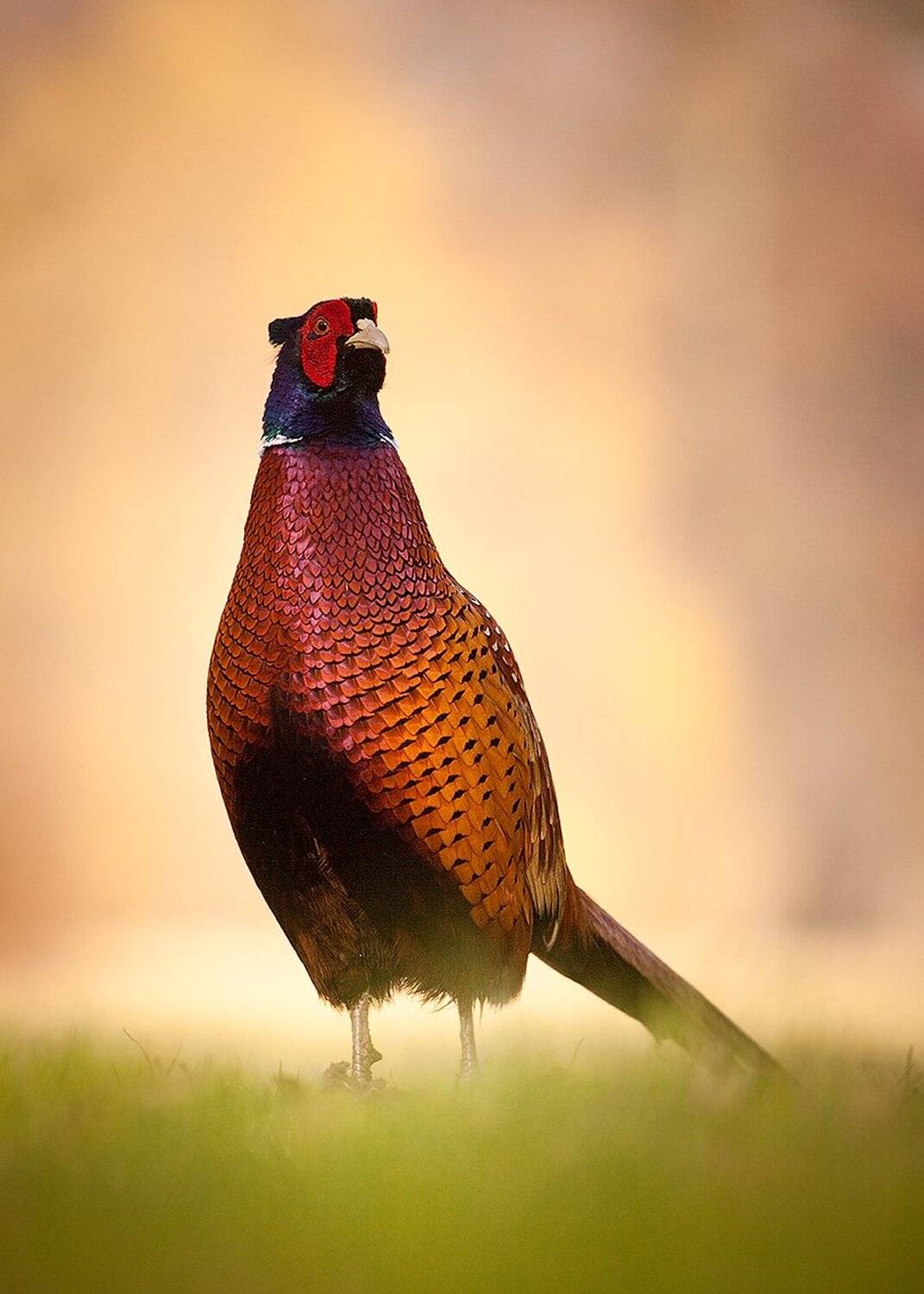 Pheasnt. Автор: Robert Adamec , Robert Adamec