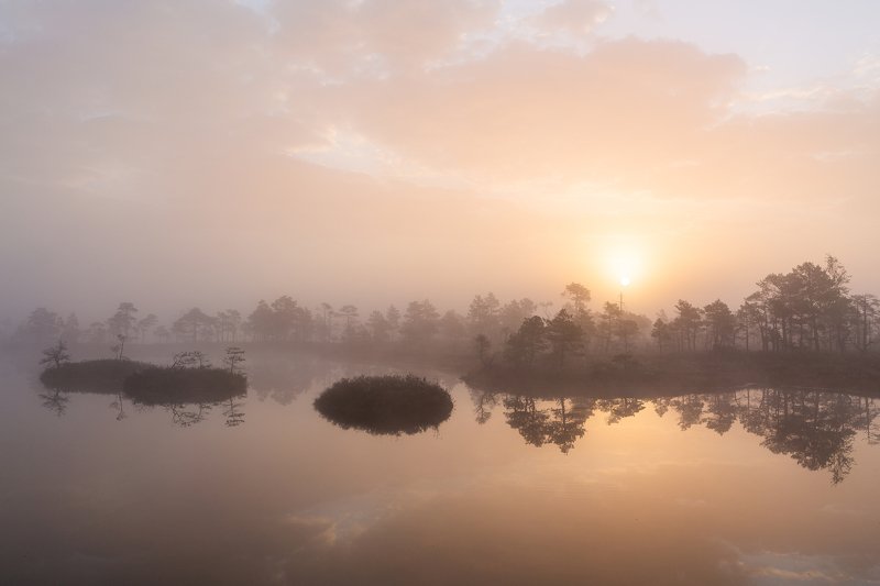 bog,marsh,swamp,lake,sunrise,forest,landscape,fog, Return фото превью