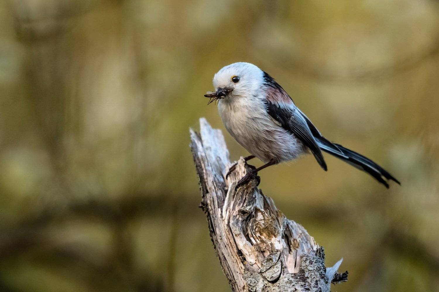 , Александр Абросимов