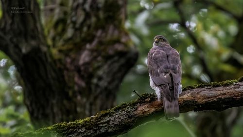 Лесная стража