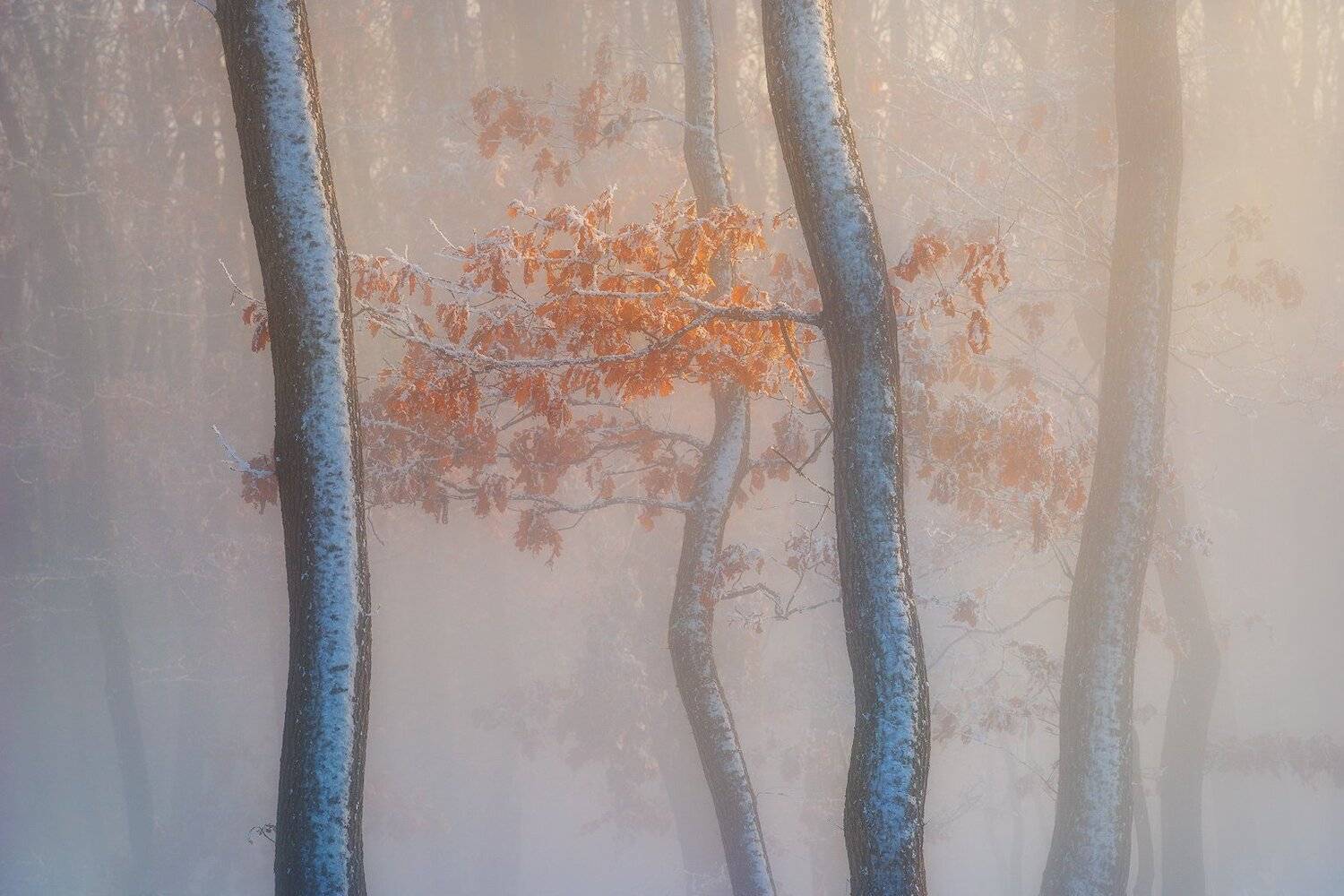 , Szabo Zsolt Andras