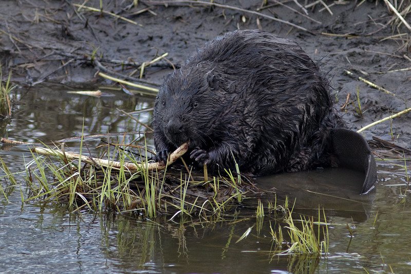 Не крабовая палочка. фото превью