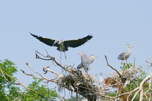 Heron's graceful movement