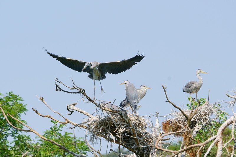 south korea, chungcheongnamdo, spring, bird, heron, wing, animal, tree, graceful, flying, Heron\'s graceful movement фото превью