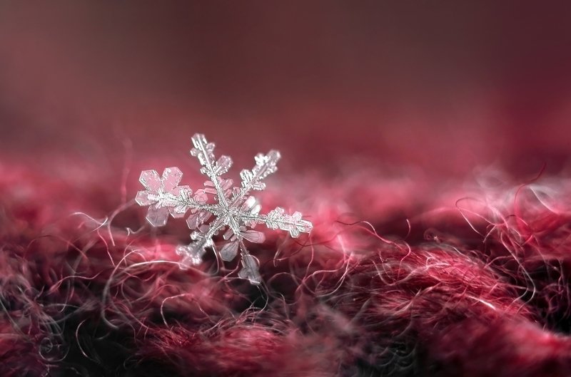 макро, макро мир, снежинки, зимнее макро, волшебство, макросъемка, снег, снежинка, Зимнее фото превью