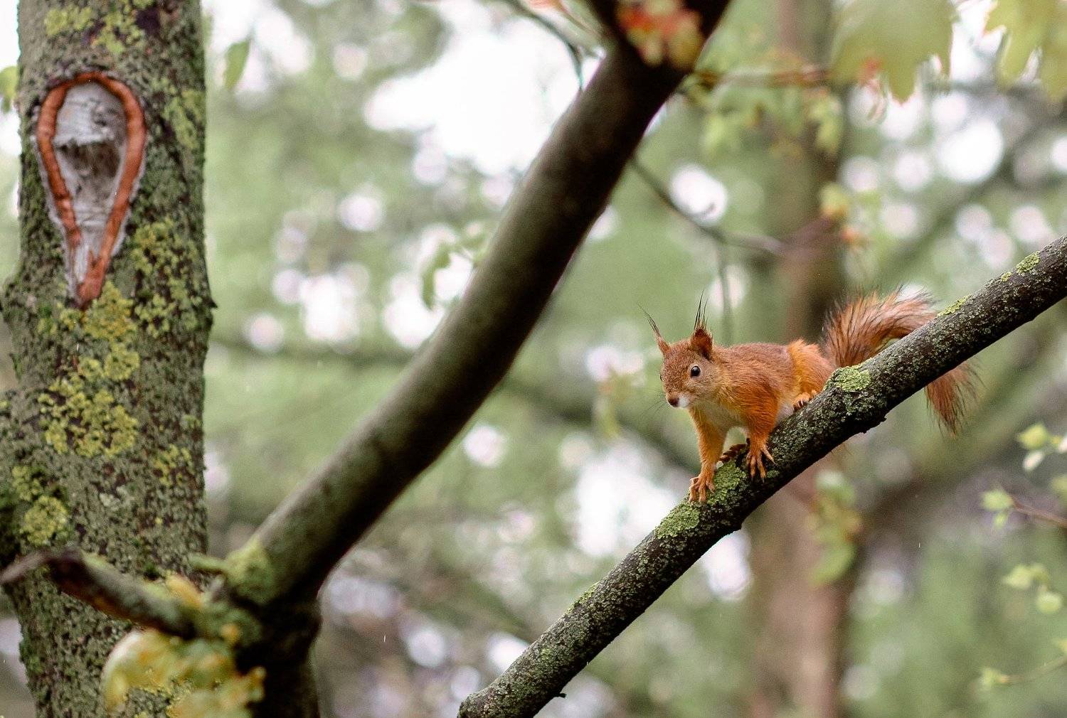 белка, природа, весна, , Дмитрий Гусалов