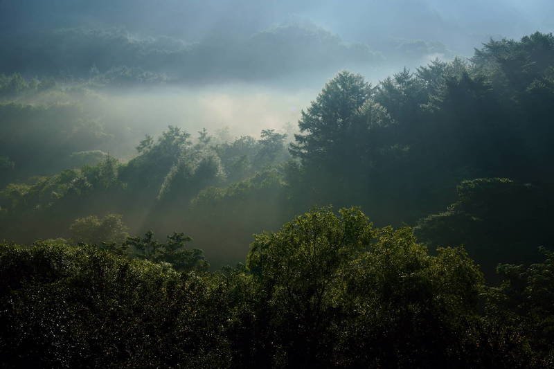 south korea, gangwondo, autumn, mountain, nature, morning, rime ice, fog, forest, mist, woods Mist in the forest фото превью