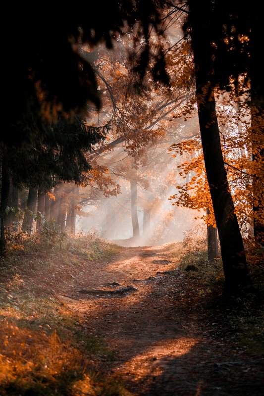 Утренний лес фото превью