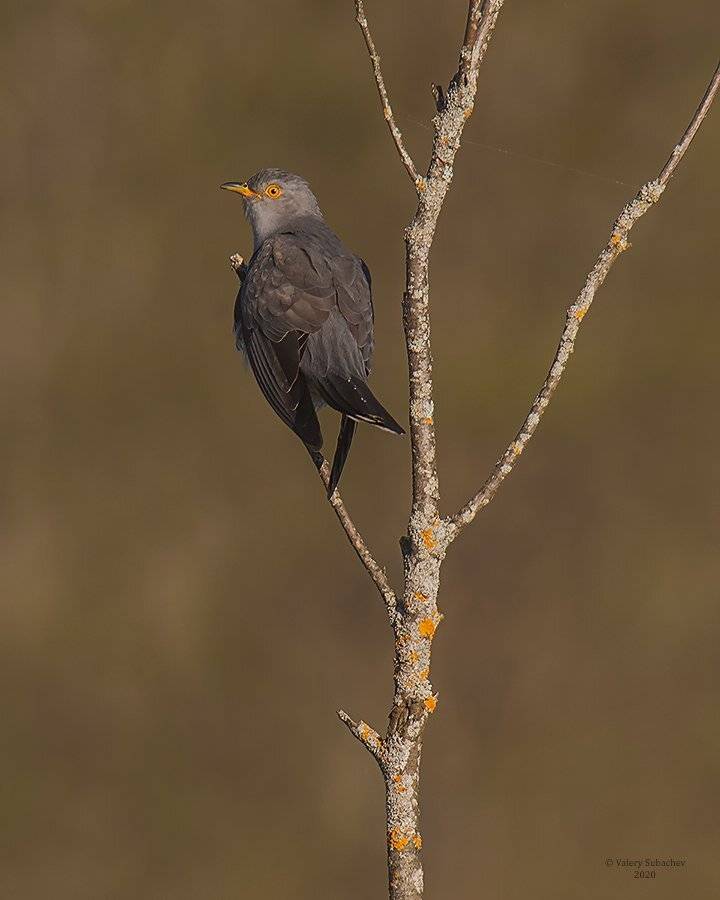 , Валерий Субачев