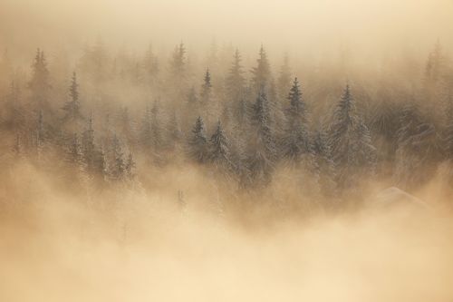 Dream Morning