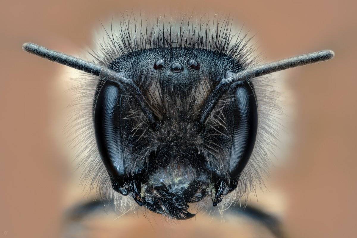 5:1, macro, bee, Wojciech Grzanka