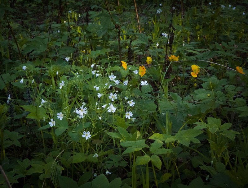 Молочная полянка фото превью