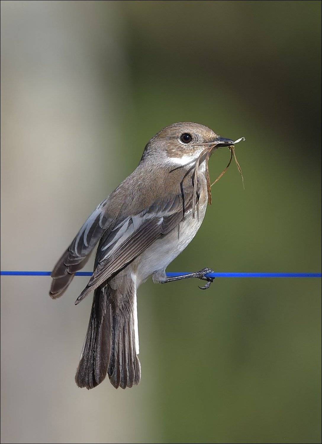 мухоловка-пеструшка, Андрей Медведев