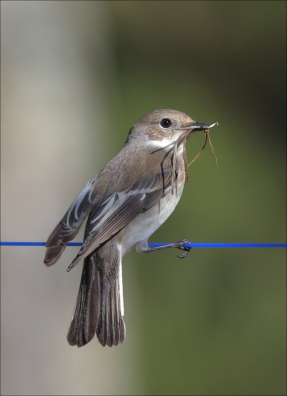 мухоловка-пеструшка Всё в дом... фото превью