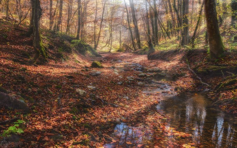 Утро на лесной авеню... фото превью