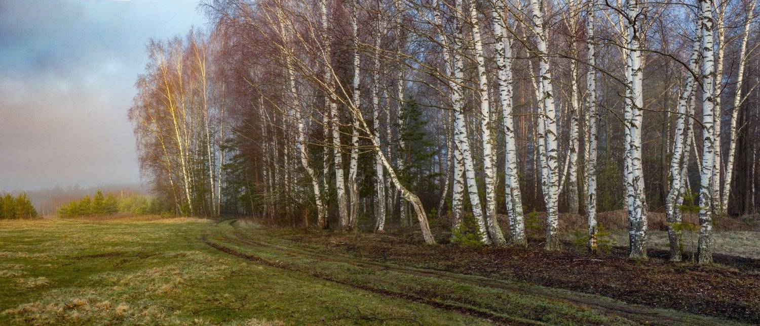 утро туман березы опушка, Дмитрий Алексеев