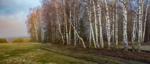 Эх, не в ряд березоньки стоят