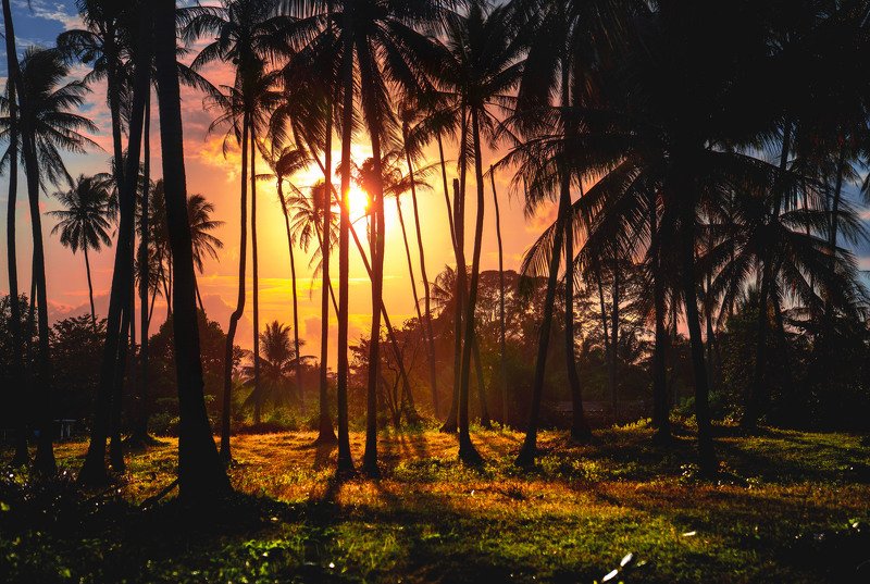 sunset, palms, colors, scenery Remember This Moment фото превью