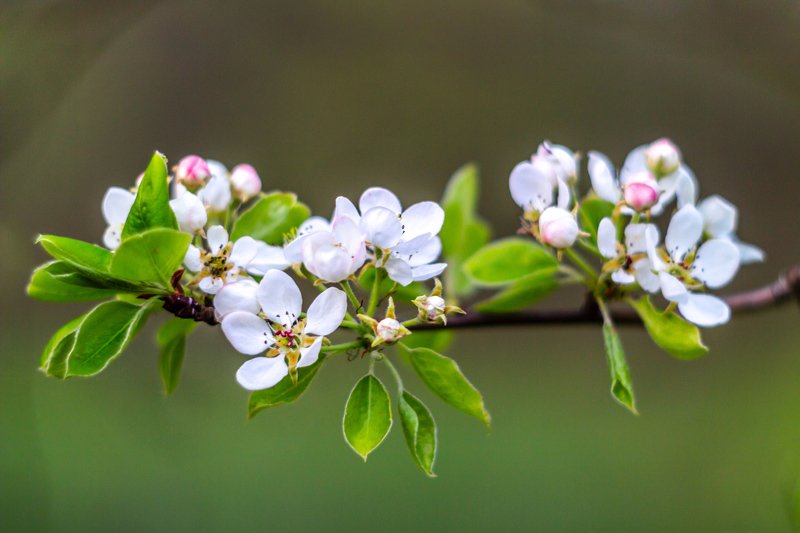 цветы, весна  фото превью
