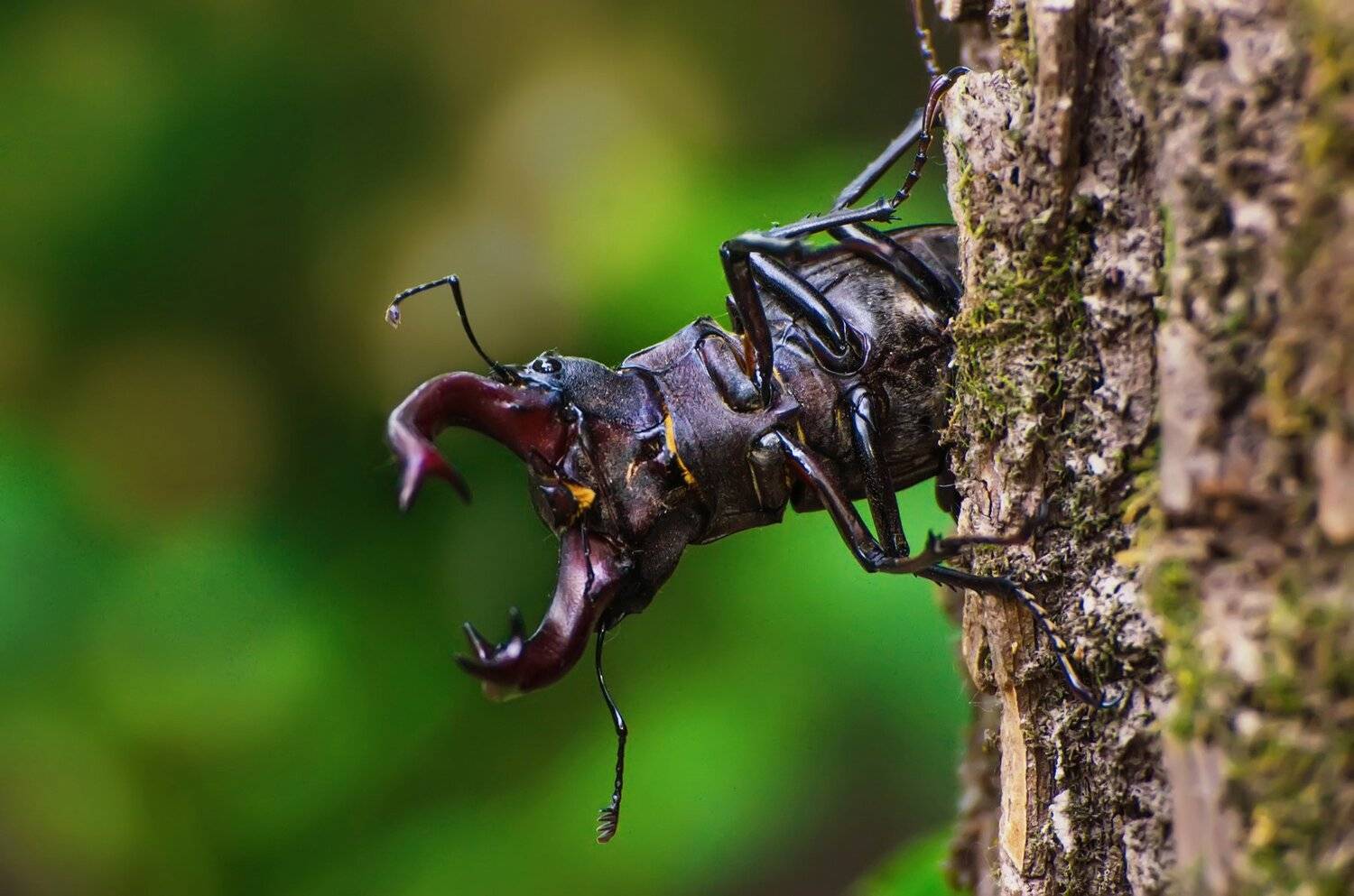 макро, жук, насекомое, лето, дерево, Владимир Володин