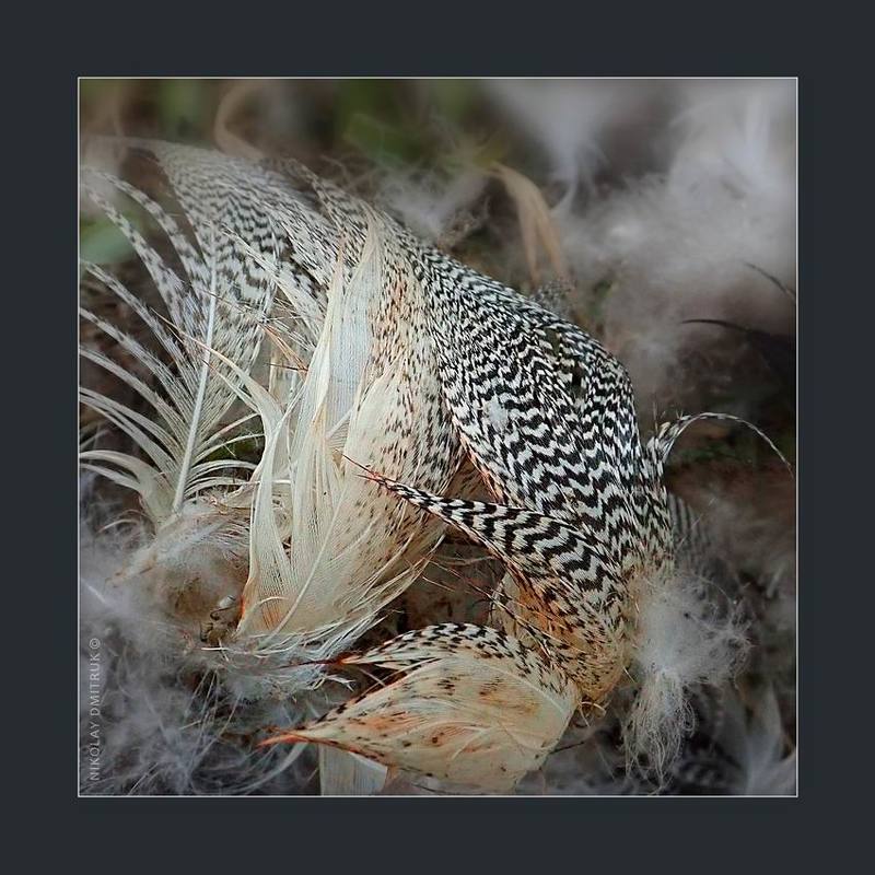 макро охота. 08. 05. 2020. фото превью