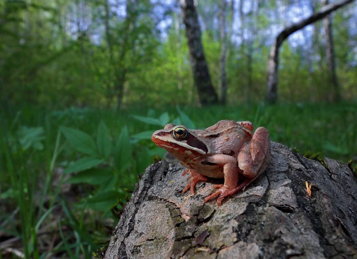, Галина Горькавая