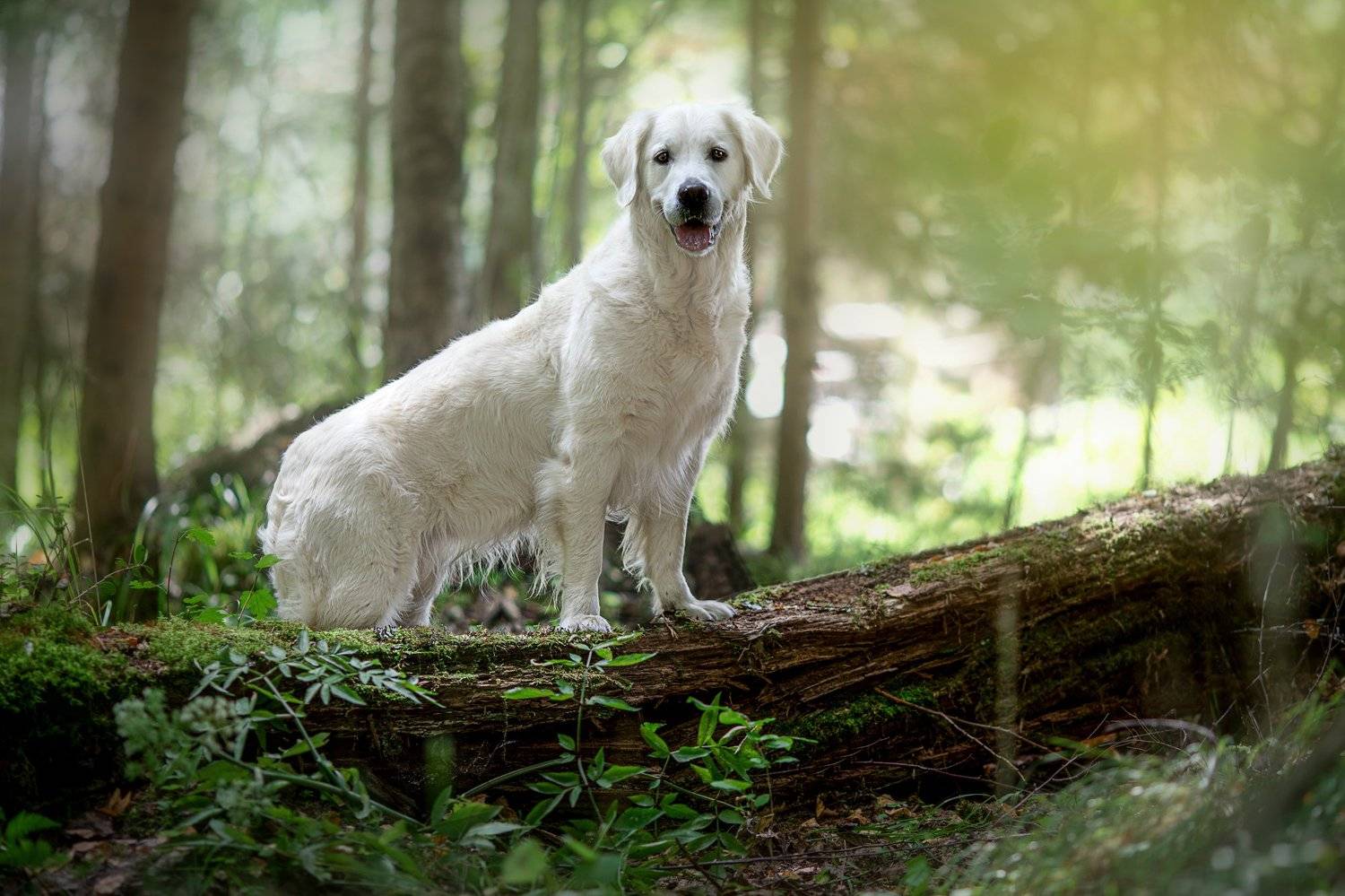 , Наталья Ляйс