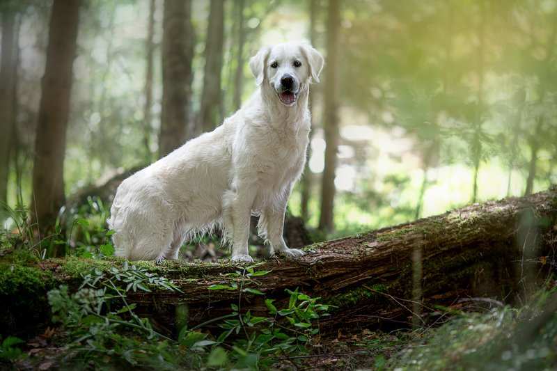 В лесу фото превью