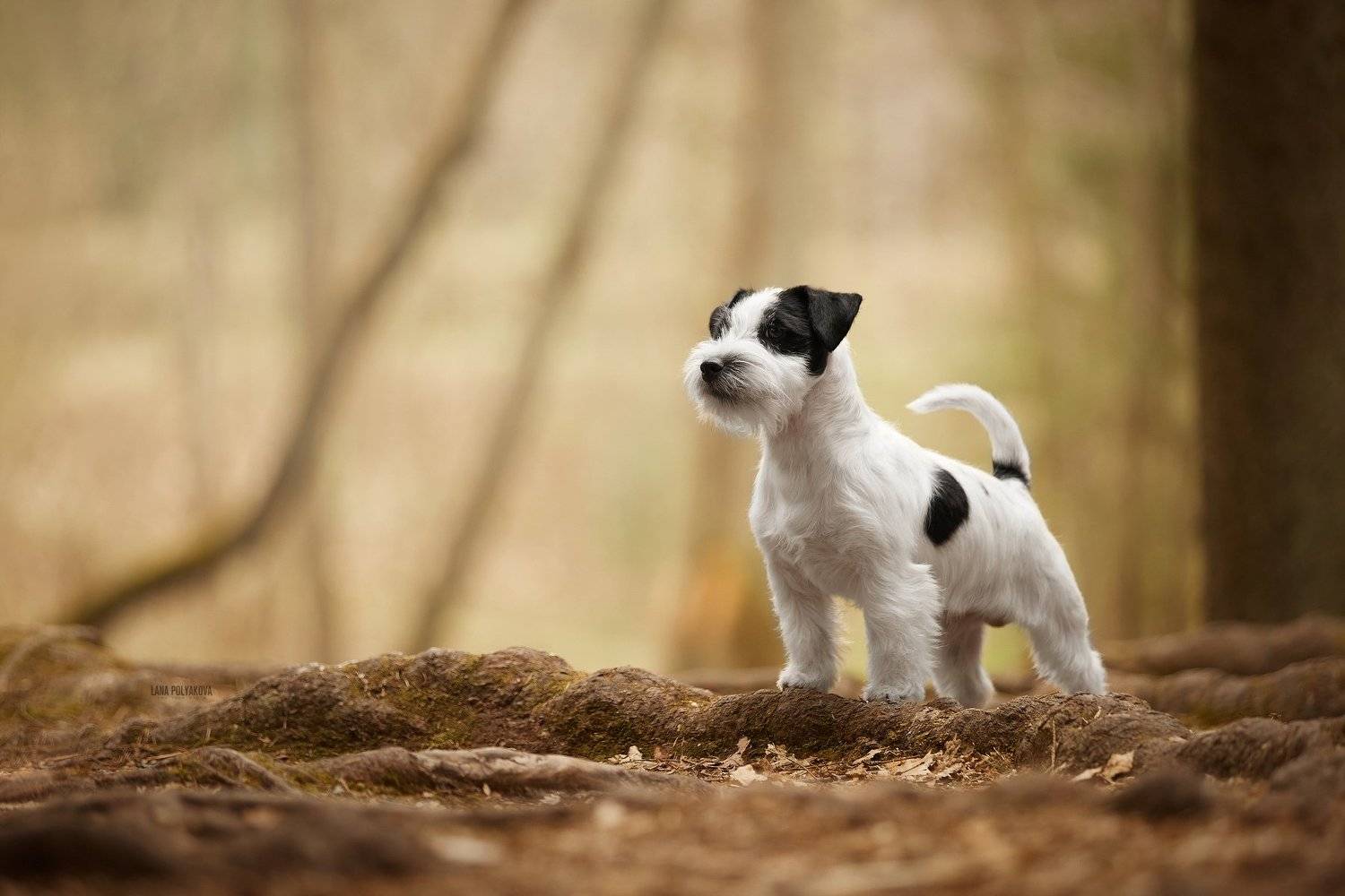 собака, анималист, природа, Лана Полякова