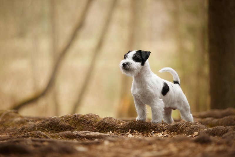 собака, анималист, природа Впереди новые открытия... фото превью
